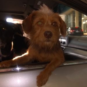 Meet your Posher, Norman